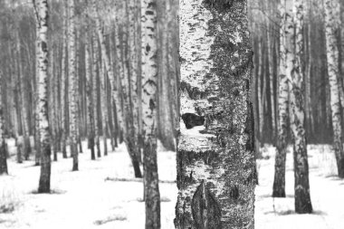 huş ağacında huş ağacı kabuğu olan beyaz huş ağaçları diğer huş ağaçlarının arasında.