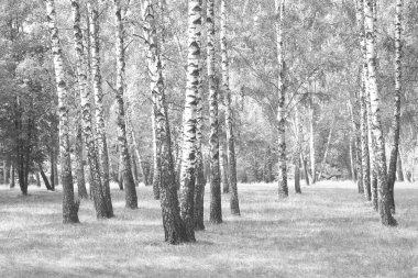 huş ağacında huş ağacı kabuğu olan beyaz huş ağaçları diğer huş ağaçlarının arasında.