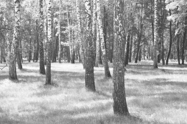 Beyaz Ağaç huş Grove diğer ağaç arasında huş ağacı kabuğu ile birlikte siyah-beyaz fotoğraf