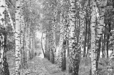 Beyaz Ağaç huş Grove diğer ağaç arasında huş ağacı kabuğu ile birlikte siyah-beyaz fotoğraf