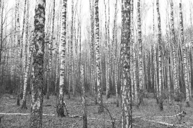 Beyaz Ağaç huş Grove diğer ağaç arasında huş ağacı kabuğu ile birlikte siyah-beyaz fotoğraf