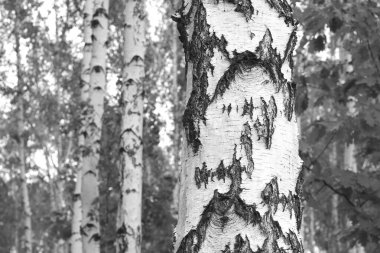 Beyaz Ağaç huş Grove diğer ağaç arasında huş ağacı kabuğu ile birlikte siyah-beyaz fotoğraf