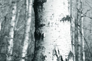 Beyaz Ağaç huş Grove diğer ağaç arasında huş ağacı kabuğu ile birlikte siyah-beyaz fotoğraf