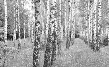 Beyaz Ağaç huş Grove diğer ağaç arasında huş ağacı kabuğu ile birlikte siyah-beyaz fotoğraf
