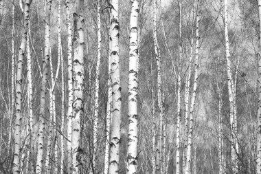 huş ağacında huş ağaçlarıyla dolu güzel bir manzara Ekim ayında huş ağacının diğer huş ağaçları arasında