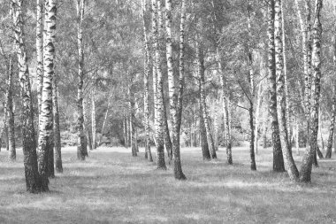 Beyaz Ağaç huş Grove diğer ağaç arasında huş ağacı kabuğu ile birlikte siyah-beyaz fotoğraf