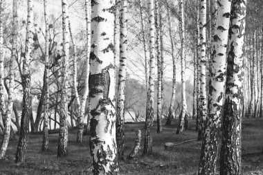 Beyaz Ağaç huş Grove diğer ağaç arasında huş ağacı kabuğu ile birlikte siyah-beyaz fotoğraf