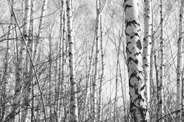 Beyaz Ağaç huş Grove diğer ağaç arasında huş ağacı kabuğu ile birlikte siyah-beyaz fotoğraf