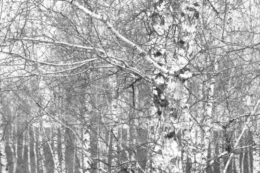 Beyaz Ağaç huş Grove diğer ağaç arasında huş ağacı kabuğu ile birlikte siyah-beyaz fotoğraf
