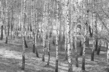 Beyaz Ağaç huş Grove diğer ağaç arasında huş ağacı kabuğu ile birlikte siyah-beyaz fotoğraf