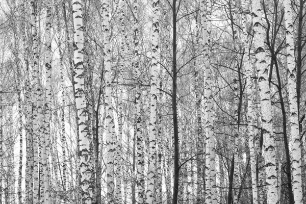 black-and-white photo with white birches with birch bark in birch grove among other birches