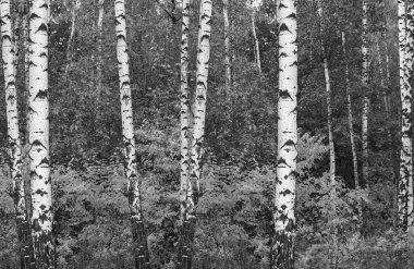 Beyaz Ağaç huş Grove diğer ağaç arasında huş ağacı kabuğu ile birlikte siyah-beyaz fotoğraf