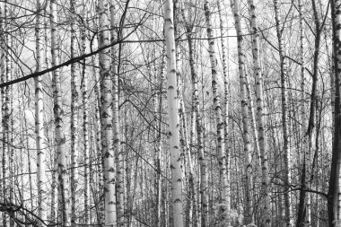 Beyaz Ağaç huş Grove diğer ağaç arasında huş ağacı kabuğu ile birlikte siyah-beyaz fotoğraf