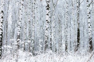 huş ağacında huş ağacı kabuğu olan beyaz huş ağaçları diğer huş ağaçlarının arasında.
