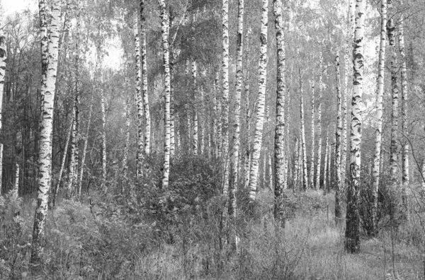 huş ağacında huş ağacı kabuğu olan beyaz huş ağaçları diğer huş ağaçlarının arasında.