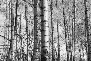 Beyaz Ağaç huş Grove diğer ağaç arasında huş ağacı kabuğu ile birlikte siyah-beyaz fotoğraf