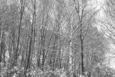 Beyaz Ağaç huş Grove diğer ağaç arasında huş ağacı kabuğu ile birlikte siyah-beyaz fotoğraf
