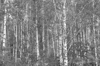Beyaz Ağaç huş Grove diğer ağaç arasında huş ağacı kabuğu ile birlikte siyah-beyaz fotoğraf