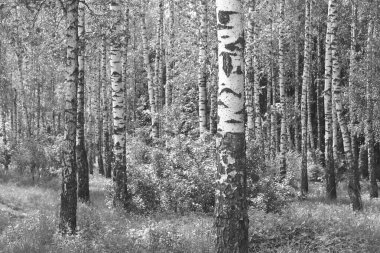 Beyaz Ağaç huş Grove diğer ağaç arasında huş ağacı kabuğu ile birlikte siyah-beyaz fotoğraf