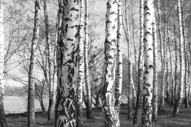 Beyaz Ağaç huş Grove diğer ağaç arasında huş ağacı kabuğu ile birlikte siyah-beyaz fotoğraf