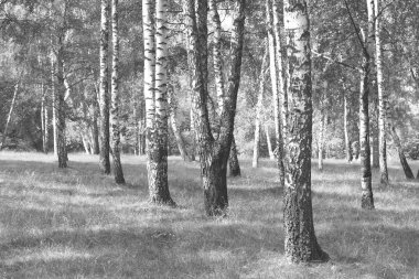 Beyaz Ağaç huş Grove diğer ağaç arasında huş ağacı kabuğu ile birlikte siyah-beyaz fotoğraf