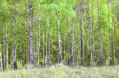 Beyaz huş ağacıyla güzel huş ağaçları huş ağacının huş ağacında, yazın yeşil huş yapraklarıyla birlikte.