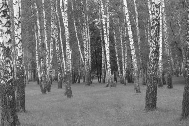Beyaz Ağaç huş Grove diğer ağaç arasında huş ağacı kabuğu ile birlikte siyah-beyaz fotoğraf