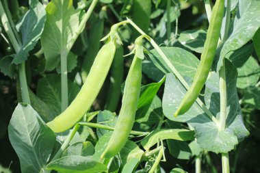 Bahçedeki yeşil yaprakların arka planına karşı doğal bezelyeler