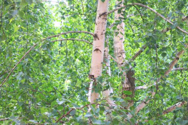 Beyaz huş ağacıyla güzel huş ağaçları huş ağacının huş ağacında, yazın yeşil huş yapraklarıyla birlikte.
