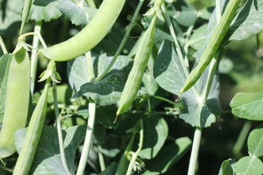 Bahçedeki yeşil yaprakların arka planına karşı doğal bezelyeler