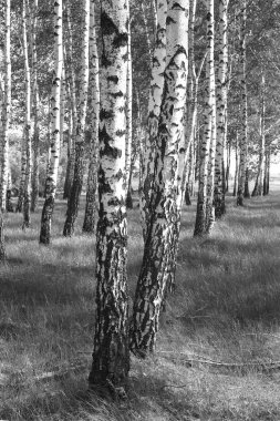 Beyaz Ağaç huş Grove diğer ağaç arasında huş ağacı kabuğu ile birlikte siyah-beyaz fotoğraf