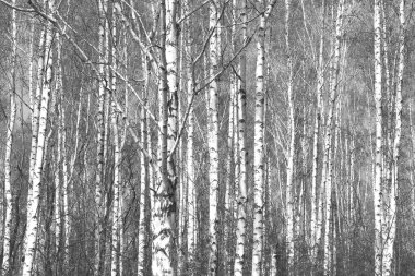 Beyaz Ağaç huş Grove diğer ağaç arasında huş ağacı kabuğu ile birlikte siyah-beyaz fotoğraf