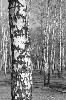 Beyaz Ağaç huş Grove diğer ağaç arasında huş ağacı kabuğu ile birlikte siyah-beyaz fotoğraf
