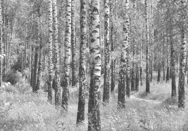 Beyaz Ağaç huş Grove diğer ağaç arasında huş ağacı kabuğu ile birlikte siyah-beyaz fotoğraf