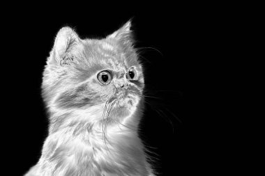 Siyah arka planda parlak kürklü ve yuvarlak gözlü güzel kedinin soyut negatif görüntüsü