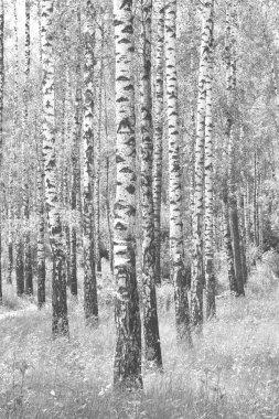 Beyaz Ağaç huş Grove diğer ağaç arasında huş ağacı kabuğu ile birlikte siyah-beyaz fotoğraf