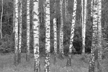 Beyaz Ağaç huş Grove diğer ağaç arasında huş ağacı kabuğu ile birlikte siyah-beyaz fotoğraf