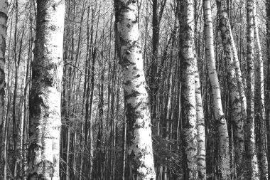 Beyaz Ağaç huş Grove diğer ağaç arasında huş ağacı kabuğu ile birlikte siyah-beyaz fotoğraf