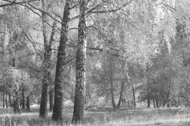 Beyaz Ağaç huş Grove diğer ağaç arasında huş ağacı kabuğu ile birlikte siyah-beyaz fotoğraf