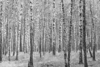 Beyaz Ağaç huş Grove diğer ağaç arasında huş ağacı kabuğu ile birlikte siyah-beyaz fotoğraf