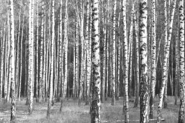 Beyaz Ağaç huş Grove diğer ağaç arasında huş ağacı kabuğu ile birlikte siyah-beyaz fotoğraf