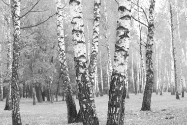 Beyaz Ağaç huş Grove diğer ağaç arasında huş ağacı kabuğu ile birlikte siyah-beyaz fotoğraf
