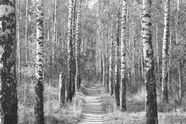 Beyaz Ağaç huş Grove diğer ağaç arasında huş ağacı kabuğu ile birlikte siyah-beyaz fotoğraf