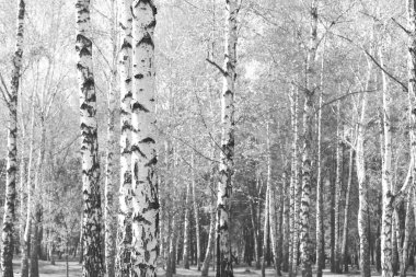 Beyaz Ağaç huş Grove diğer ağaç arasında huş ağacı kabuğu ile birlikte siyah-beyaz fotoğraf