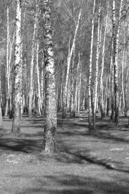 Beyaz Ağaç huş Grove diğer ağaç arasında huş ağacı kabuğu ile birlikte siyah-beyaz fotoğraf