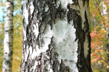 Huş ağacının diğer huş ağaçları arasında Ekim ayında sarı huş ağacında huş ağaçları ile güzel bir manzara