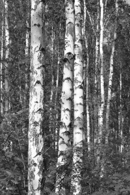 Beyaz Ağaç huş Grove diğer ağaç arasında huş ağacı kabuğu ile birlikte siyah-beyaz fotoğraf