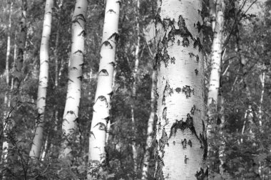 Beyaz Ağaç huş Grove diğer ağaç arasında huş ağacı kabuğu ile birlikte siyah-beyaz fotoğraf