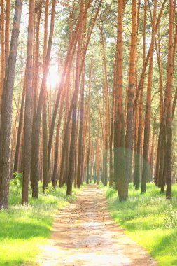Gün batımında çam ormanının güzel manzarası. Uzun çam ağaçları, kahverengi çam ağacının kabuğu ve çam iğneleriyle güneş ışığının arka planına karşı.