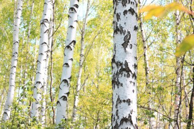 Huş ağacının diğer huş ağaçları arasında Ekim ayında sarı huş ağacında huş ağaçları ile güzel bir manzara